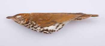 Media type: image;   Ornithology 212616